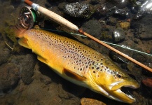 Fly-fishing Picture of Brown trout shared by Rio Dorado Lodge – Fly dreamers