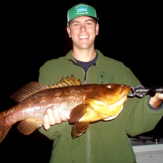 Local LA harbor Calico Bass