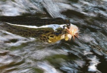Daniel Kazimierowicz 's Fly-fishing Picture of a Salmo fario – Fly dreamers 