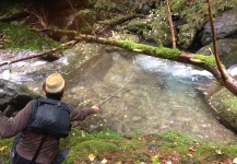 Fly-fishing Situation of Brown trout - Image shared by Blanchet Pascal – Fly dreamers