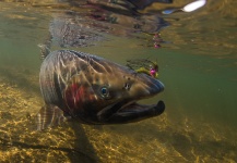 Kevin Feenstra 's Fly-fishing Image of a Steelhead – Fly dreamers 