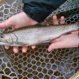 Foto de pesca con mosca