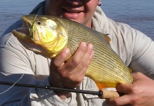 Fly-fishing Pic of Golden Dorado shared by Javier Pereyra – Fly dreamers 