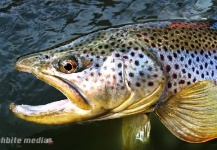 Fishbite Media 's Fly-fishing Pic of a Brown trout – Fly dreamers 