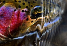 Fly-fishing Image of Rainbow trout shared by Michael Stack – Fly dreamers