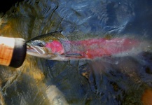 Luke Metherell 's Fly-fishing Picture of a Steelhead – Fly dreamers 