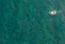  Fotografía de Pesca con Mosca de Tiburón compartida por Scott Hamilton – Fly dreamers