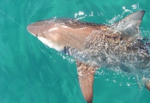  Fotografía de Pesca con Mosca de Tiburón compartida por Scott Hamilton – Fly dreamers