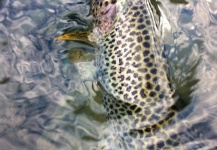 Fly-fishing Image of Rainbow trout shared by Luke Metherell – Fly dreamers