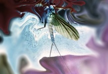 Luke Metherell's Fly-fishing Art Image – Fly dreamers 