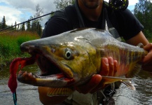 Luke Metherell 's Fly-fishing Pic of a Chum salmon – Fly dreamers 