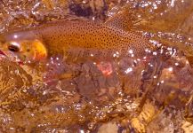 Luke Metherell 's Fly-fishing Pic of a Fine Spotted Cutthroat – Fly dreamers 