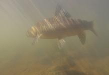  Imagen de Pesca con Mosca de Yellowfish por Oliver Otto – Fly dreamers