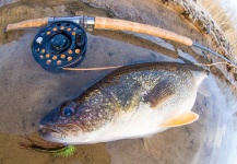 Kevin Feenstra 's Fly-fishing Pic of a Walleye – Fly dreamers 