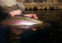 Matthew Campanella 's Fly-fishing Picture of a Rainbow trout – Fly dreamers 