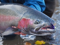 Fly fishing picture