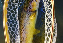 Fly-fishing Image of Brown trout shared by Derek  Klein – Fly dreamers