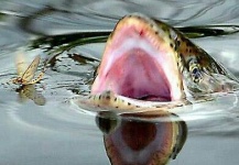 Kevin Sheridan 's Fly-fishing Photo of a Loch Leven trout German – Fly dreamers 