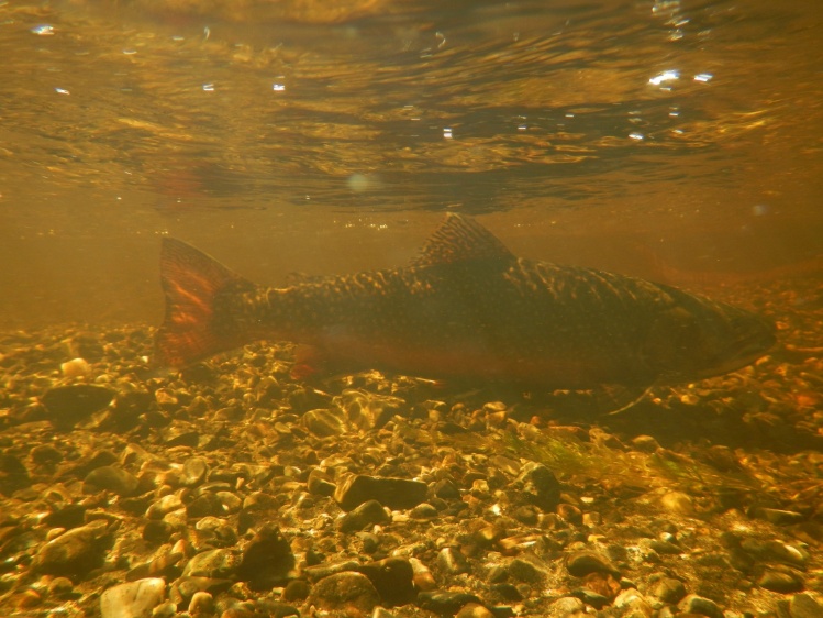 Lagos Windhong, Navarino y sus desagües, Puerto Williams, Isla Navarino, Chile