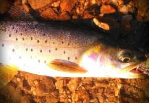 Fly-fishing Image of Cutthroat shared by Luke Metherell – Fly dreamers