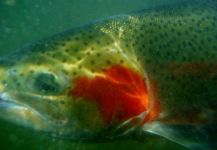 Luke Metherell 's Fly-fishing Image of a Steelhead – Fly dreamers 