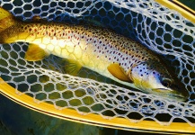 Derek  Klein 's Fly-fishing Photo of a Brown trout – Fly dreamers 