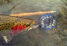 Mikey Wright 's Fly-fishing Pic of a Rainbow trout – Fly dreamers 