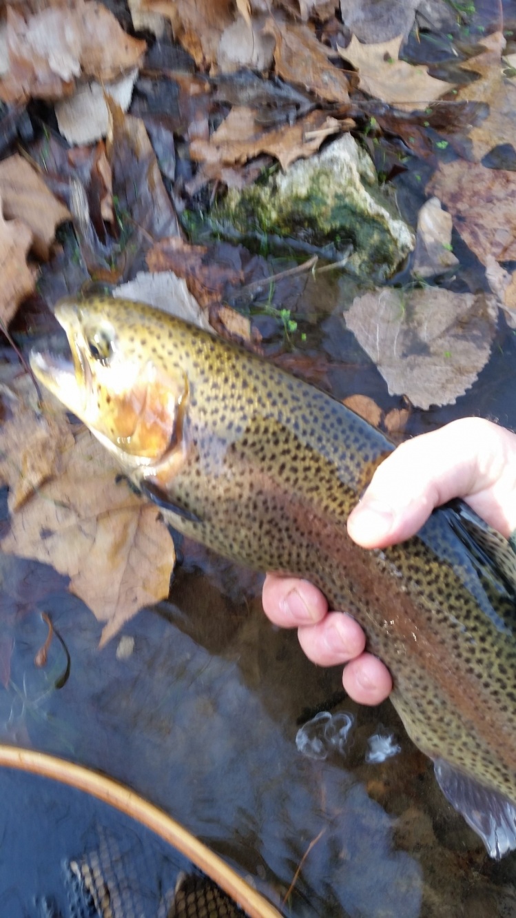 Fishing Report: North Fork of the White river by Christopher