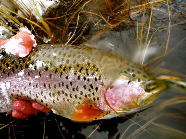 Cold water Rainbow.