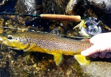 Fly-fishing Picture of Brown trout shared by Shane Ritter – Fly dreamers