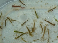 An early spring throat pump sample reveals zooplankton and damselfly nymphs are on the menu
