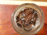 Chironomid or midge pupae are an extremely important food source of trout living in productive stillwaters. Chironomid emergences are intense, prolonged and diverse. The majority of chironomid emergences occur in water less than 25 feet in depth
