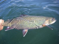 Trophy sized brook trout are a bonus on many stillwater fisheries.
