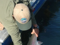 Numerous fisheries management agencies utilize triploided or non-reproductive strains of rainbow trout. This triploid Blackwater rainbow was in excess of 13 lbs
