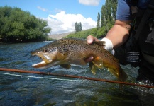 Fly-fishing Pic of Brown trout shared by Rio Dorado Lodge – Fly dreamers 