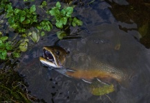 Rusty Lofgren 's Fly-fishing Catch of a Brook trout – Fly dreamers 