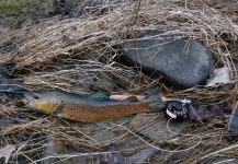 Rusty Lofgren 's Fly-fishing Catch of a Brown trout – Fly dreamers 