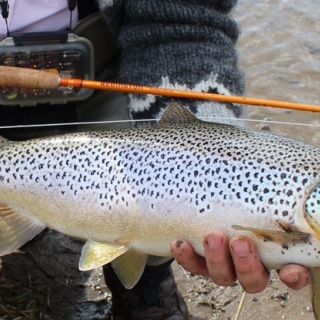 Brown trout - river Varma