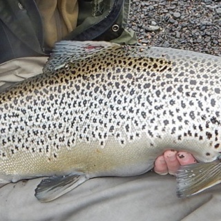 Brown trout - Lake thinvellir in Iceland