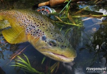 Fishbite Media 's Fly-fishing Image of a Brown trout – Fly dreamers 