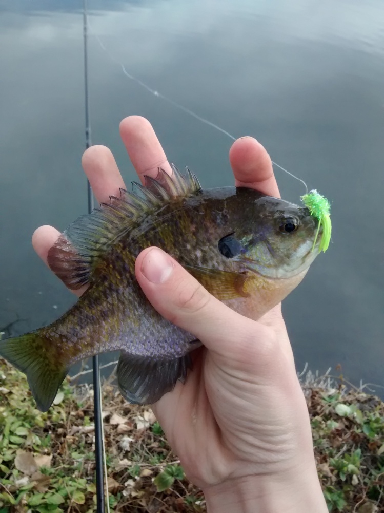 Bluegill from today. Doesn't get old catching 20 or 30 of these little fighters.