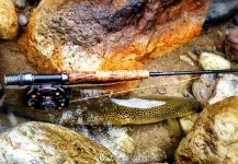 Michele Belvisi 's Fly-fishing Pic of a Brown trout – Fly dreamers 