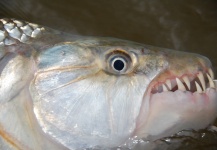 Fly-fishing Photo of Tigerfish shared by Mark Cowan – Fly dreamers 
