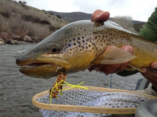 Fishing Report: Roaring Fork River by Brody Henderson
