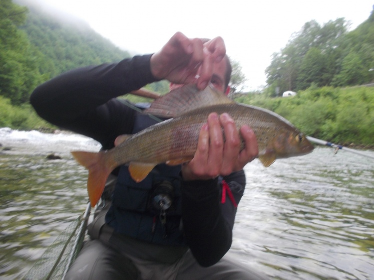 grayling on a dry fly- Slovenia