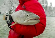 Fly-fishing Picture of Danube Salmon - Hucho Hucho shared by Gasper Konkolic – Fly dreamers