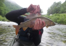 Gasper Konkolic 's Fly-fishing Photo of a Arctic grayling – Fly dreamers 