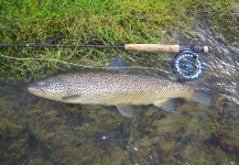 Kristinn Ingolfsson 's Fly-fishing Photo of a Brown trout – Fly dreamers 