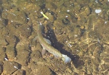  Captura de Pesca con Mosca de Trucha arcoiris por Cierra Bennetch – Fly dreamers