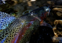 Fishbite Media 's Fly-fishing Pic of a Rainbow trout – Fly dreamers 
